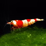  Red Bee Zwerggarnele - Caridina logemanni auf Mooskugel (Produktbild)