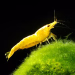 Yellow Fire Shrimp - Gelbe Zwerggarnele - Neocaridina davidi auf Mooskugel (Produktbild)