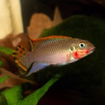 Pelvicachromis taeniatus - Farbform Nigeria rot - Männchen (Produktbild)