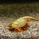 Triops longicaudatus - Amerikanischer Urzeitkrebs - wühlt im Boden (Produktbild)