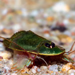Triops sp. Gonochoric - adultes Tier (Produktbild)