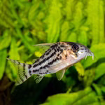Schwartz Panzerwels - Hoplisoma schwartzii - Männchen (Produktbild)