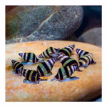 Raubschnecke Clea helena - Anentome helena - 10 Tiere (Produktbild)