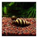 Raubschnecke Clea helena - Anentome helena (Produktbild)