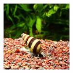 Raubschnecke Clea helena - Anentome helena (Produktbild)