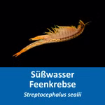 Stachelschwanz Feenkrebs - Streptocephalus sealii - Urzeitkrebse (Produktbild)
