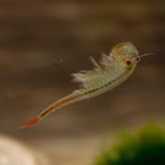 Stachelschwanz Feenkrebs - Streptocephalus sealii - Urzeitkrebse Männchen (Produktbild)