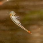 Stachelschwanz Feenkrebs - Streptocephalus sealii - Urzeitkrebse adult (Produktbild)