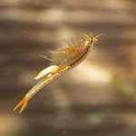 Stachelschwanz Feenkrebs - Streptocephalus sealii - Urzeitkrebse Weibchen (Produktbild)