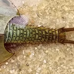Triops mauritanicus Spanien Detailaufnahme Schwanzstiel mit Dornen