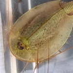 Triops mauritanicus Spanien adult (Produktbild)