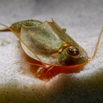 Triops australiensis Queensland Urzeitkrebse (Produktbild)