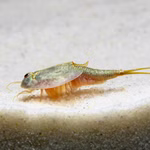 Triops australiensis Queensland Urzeitkrebse (Produktbild)