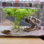 Dinosaurier Schädel T- Rex Aquarium - Dekoration - Triops cancriformis (Produktbild)