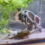 Dinosaurier Schädel T- Rex Aquarium - Dekoration - Triops cancriformis (Produktbild)