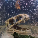 Dinosaurier Schädel T- Rex Aquarium - Dekoration - Artemia franciscana (Produktbild)