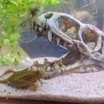 Dinosaurier Schädel T- Rex Aquarium - Dekoration - Triops cancriformis (Produktbild)