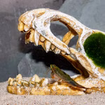 Dinosaurier Schädel T- Rex Aquarium - Dekoration - Triops australiensis gruen (Produktbild)