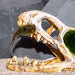 Dinosaurier Schädel T- Rex Aquarium - Dekoration - Triops australiensis gruen (Produktbild)