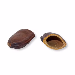 Courbaril Schote geöffnet - Größe ca. 8-10cm - Hymenaea courbaril Courbaril Schote geöffnet - Größe ca. 8-10cm - Hymenaea courbaril (Produktbild)