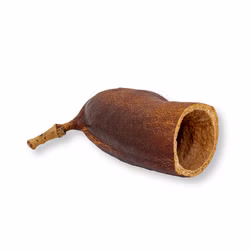 Courbaril Schote geöffnet - Größe ca. 8-10cm - Hymenaea courbaril Courbaril Schote geöffnet - Größe ca. 8-10cm - Hymenaea courbaril (Produktbild)