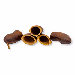 Courbaril Schote geöffnet - Größe ca. 8-10cm - Hymenaea courbaril Courbaril Schote geöffnet - Größe ca. 8-10cm - Hymenaea courbaril (Produktbild)