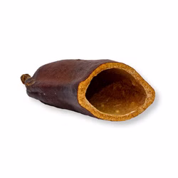 Courbaril Schote geöffnet - Größe ca. 8-10cm - Hymenaea courbaril Courbaril Schote geöffnet - Größe ca. 8-10cm - Hymenaea courbaril (Produktbild)