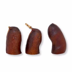 Courbaril Schote geöffnet - Größe ca. 8-10cm - Hymenaea courbaril Courbaril Schote geöffnet - Größe ca. 8-10cm - Hymenaea courbaril (Produktbild)