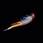 Regenbogen Feenkrebse Streptocephalus torvicornis bucheti - Weibchen adult (Produktbild)