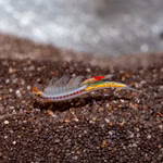 Regenbogen Feenkrebse Streptocephalus torvicornis bucheti - Weiblich (Produktbild)