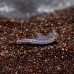 Regenbogen Feenkrebse Streptocephalus torvicornis bucheti - Männchen - schwimmend (Produktbild)
