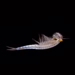 Regenbogen Feenkrebse Streptocephalus torvicornis bucheti