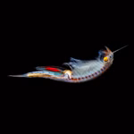 Regenbogen Feenkrebse Streptocephalus torvicornis bucheti - ausgewachsenes Weibchen (Produktbild)