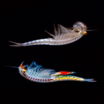 Regenbogen Feenkrebse Streptocephalus torvicornis bucheti - Pärchen (Produktbild)