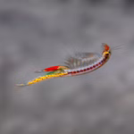 Regenbogen Feenkrebse Streptocephalus torvicornis bucheti - Weibchen mit Eisack (Produktbild)