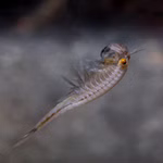 Regenbogen Feenkrebse Streptocephalus torvicornis bucheti - großes Männchen (Produktbild)
