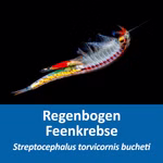 Regenbogen Feenkrebse Streptocephalus torvicornis bucheti - Etikett des Zuchtansatzes