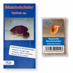 Texanische Muschelschaler Eulimnadia texana Zuchtansatz mit Eiern und Anleitung (Produktbild)