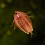 Texanische Muschelschaler Eulimnadia texana Bauchansicht (Produktbild)