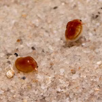 Texanische Muschelschaler Eulimnadia texana Gruppe (Produktbild)