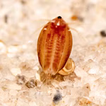 Texanische Muschelschaler Eulimnadia texana Detailansicht (Produktbild)