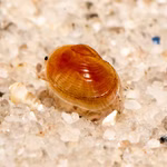 Texanische Muschelschaler Eulimnadia texana bei Eiablage (Produktbild)