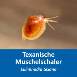 Texanische Muschelschaler Eulimnadia texana Etikett Texanische Muschelschaler Eulimnadia texana Etikett (Produktbild)