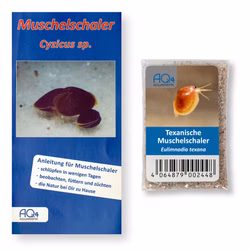 Texanische Muschelschaler Eulimnadia texana Zuchtansatz mit Eiern und Anleitung Texanische Muschelschaler Eulimnadia texana Zuchtansatz mit Eiern und Anleitung (Produktbild)