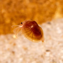 Texanische Muschelschaler Eulimnadia texana ist seitlich gut die Muschel erkennbar Texanische Muschelschaler Eulimnadia texana ist seitlich gut die Muschel erkennbar (Produktbild)