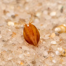 Texanische Muschelschaler Eulimnadia texana Bauchansicht über Sand Texanische Muschelschaler Eulimnadia texana Bauchansicht über Sand (Produktbild)