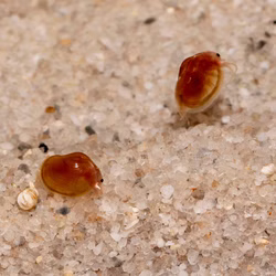 Texanische Muschelschaler Eulimnadia texana Gruppe Texanische Muschelschaler Eulimnadia texana Gruppe (Produktbild)