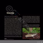 Bagrids, Hillstream and other Catfishes of Asia (Produktbild)