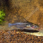 Bagrids, Hillstream and other Catfishes of Asia (Produktbild)