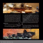 Bagrids, Hillstream and other Catfishes of Asia (Produktbild)